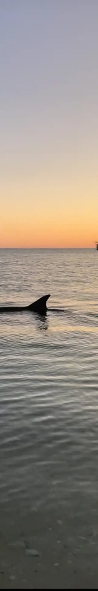 Delfin-Hotspot in «Monkey Mia»